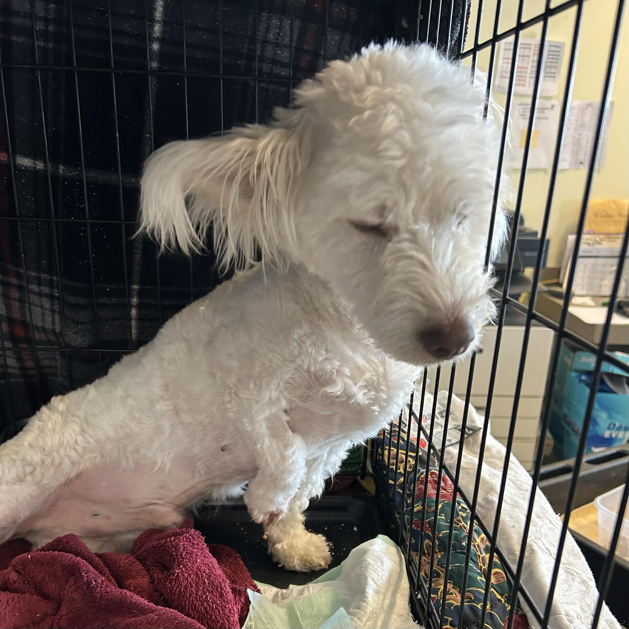 Enlarge Popcorn, a ADOPTABLE mixed breed in Boulder, CO image 3/3