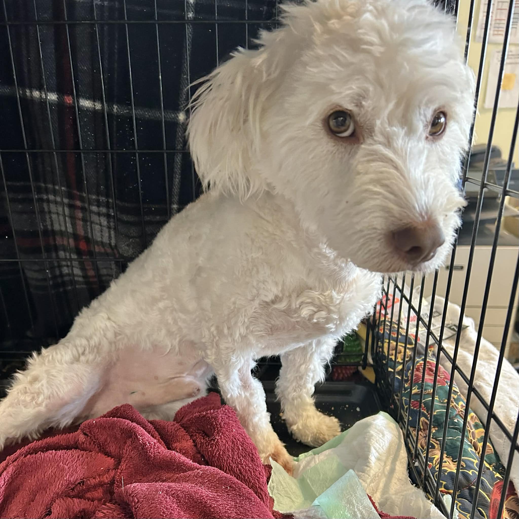 Enlarge Popcorn, a ADOPTABLE mixed breed in Boulder, CO image 2/3