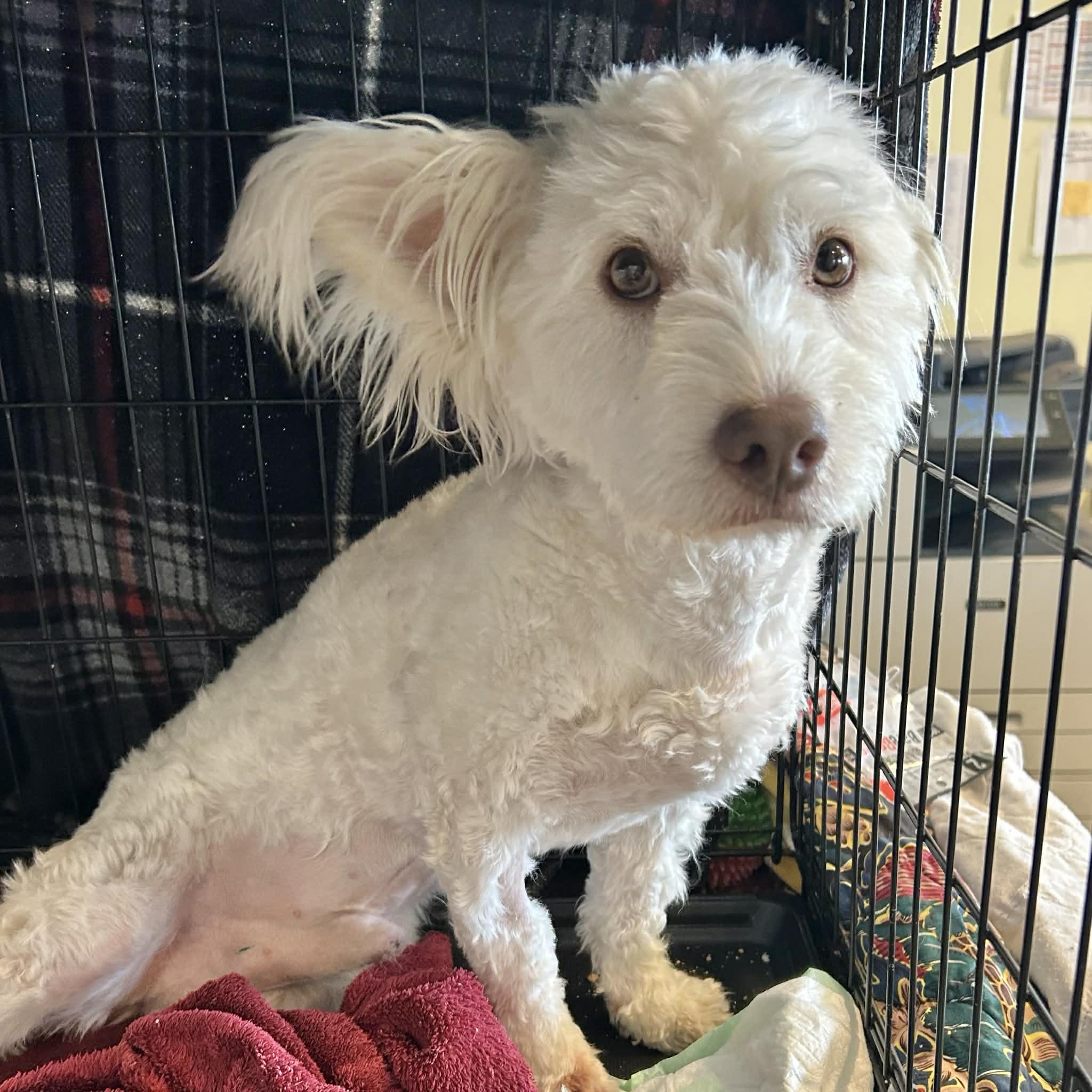 Popcorn, ADOPTABLE, Young Male Poodle & Papillon.