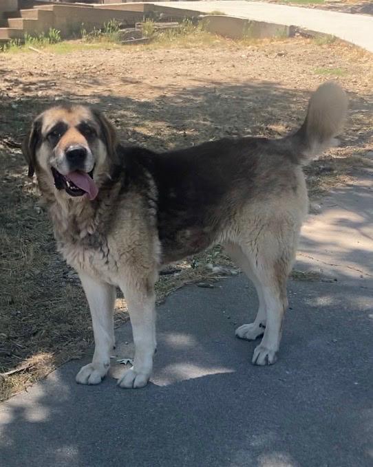 Enlarge Alice, a Adoptable mixed breed in San Bernardino, CA image 2/2