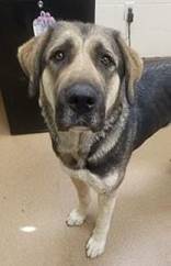 Alice, a Adoptable mixed breed in San Bernardino, CA image 1/4