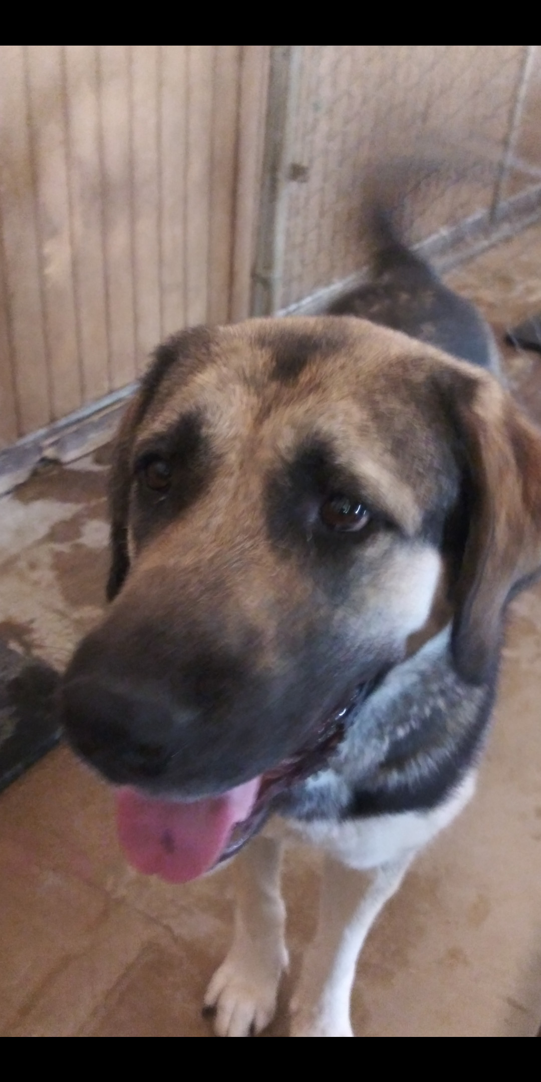 Alice, a Adoptable mixed breed in San Bernardino, CA image 2/4