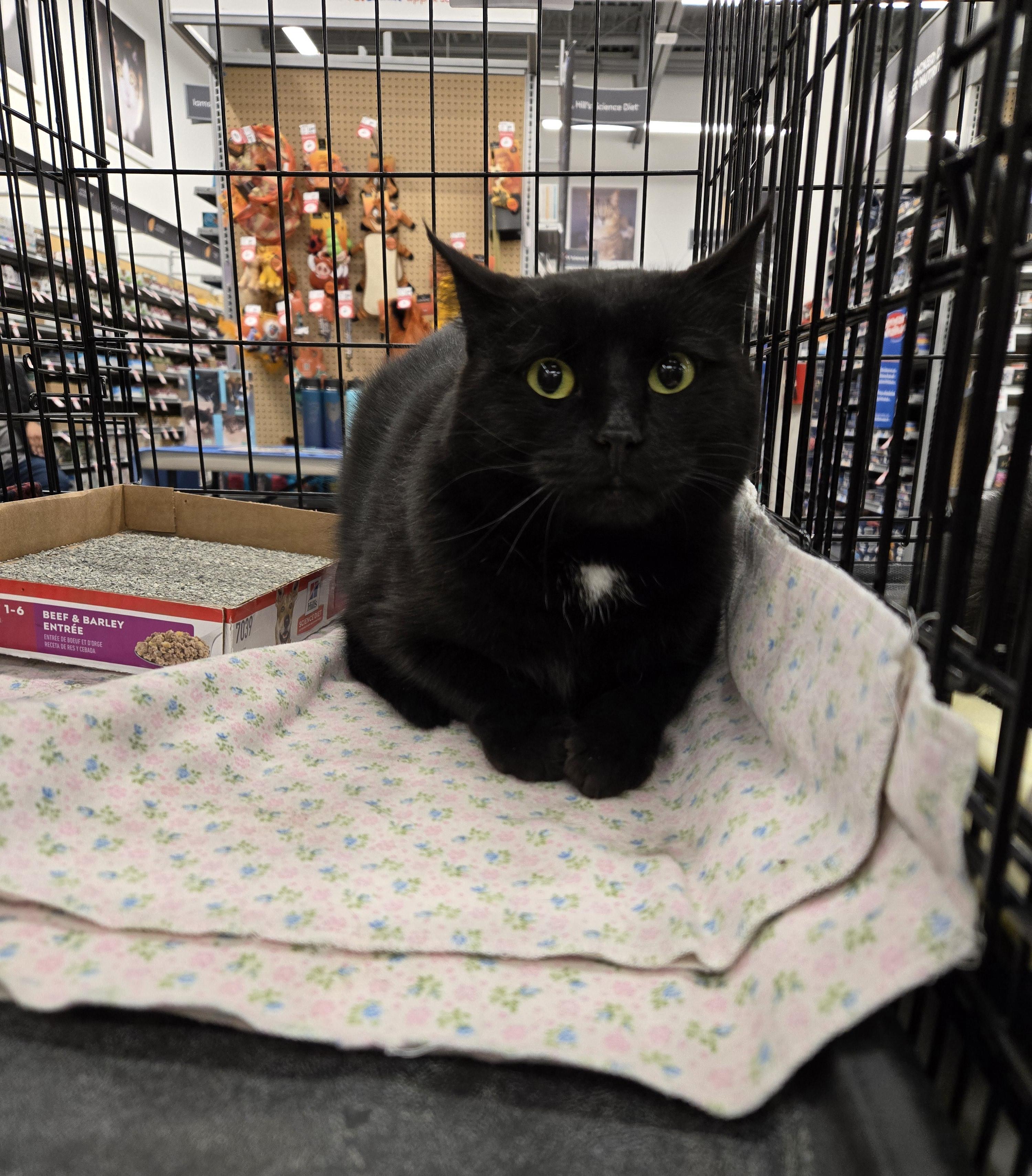 Vixen, a Adoptable Domestic Short Hair in Pocatello, ID image 1/3