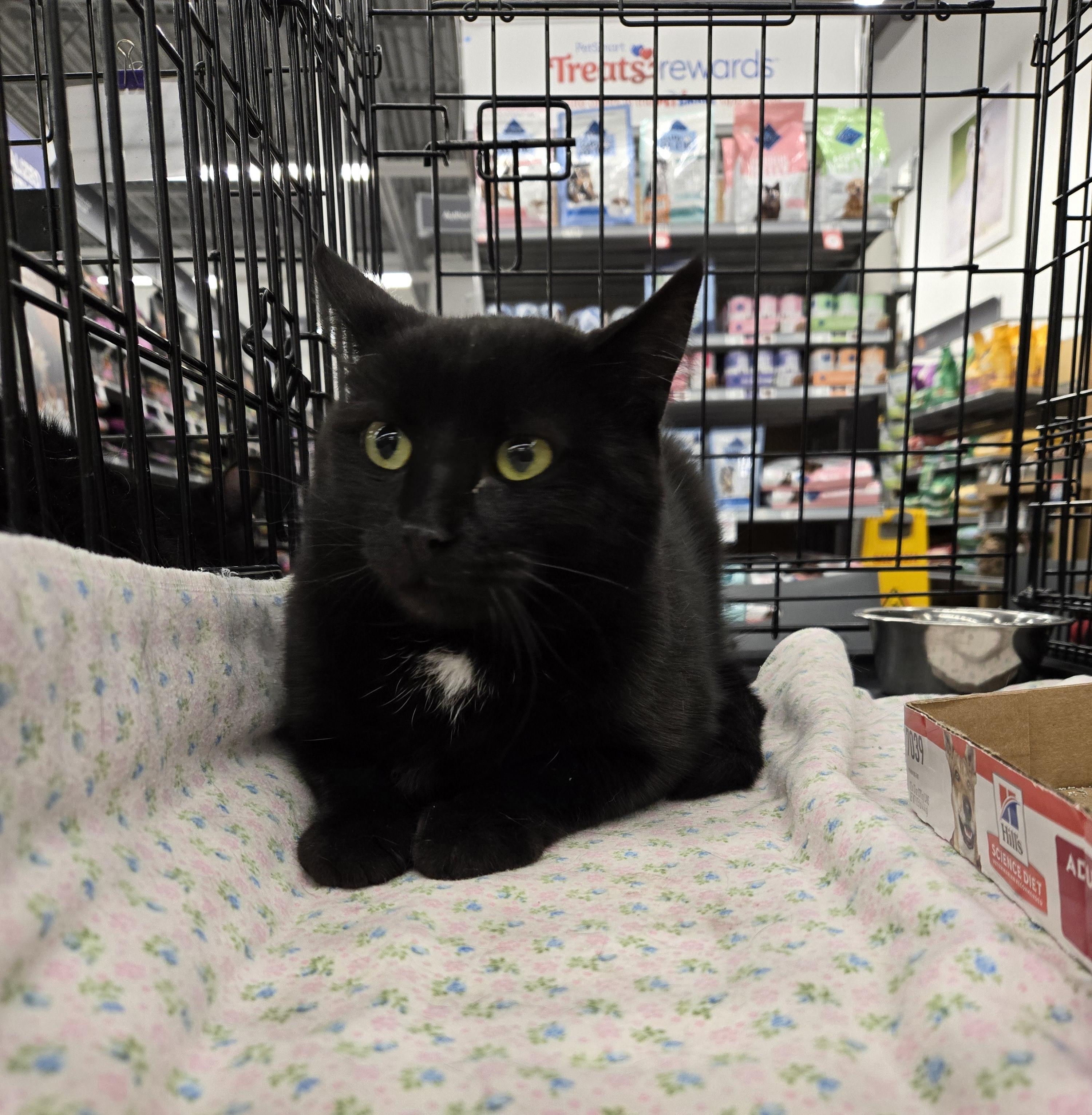 Vixen, a Adoptable Domestic Short Hair in Pocatello, ID image 2/3