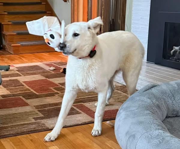 Lily, ADOPTABLE, Adult Female Akbash.