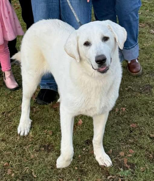 Lily, a ADOPTABLE mixed breed in Eugene, OR image 2/4