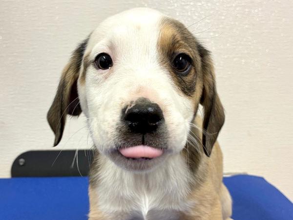 Willow — thumbnail 2