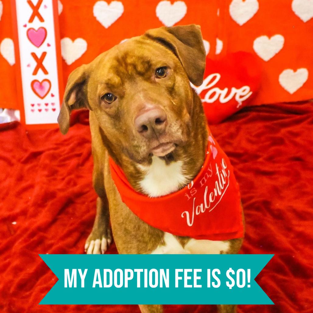 Mocha, Adoptable, Adult Female Mixed Breed.