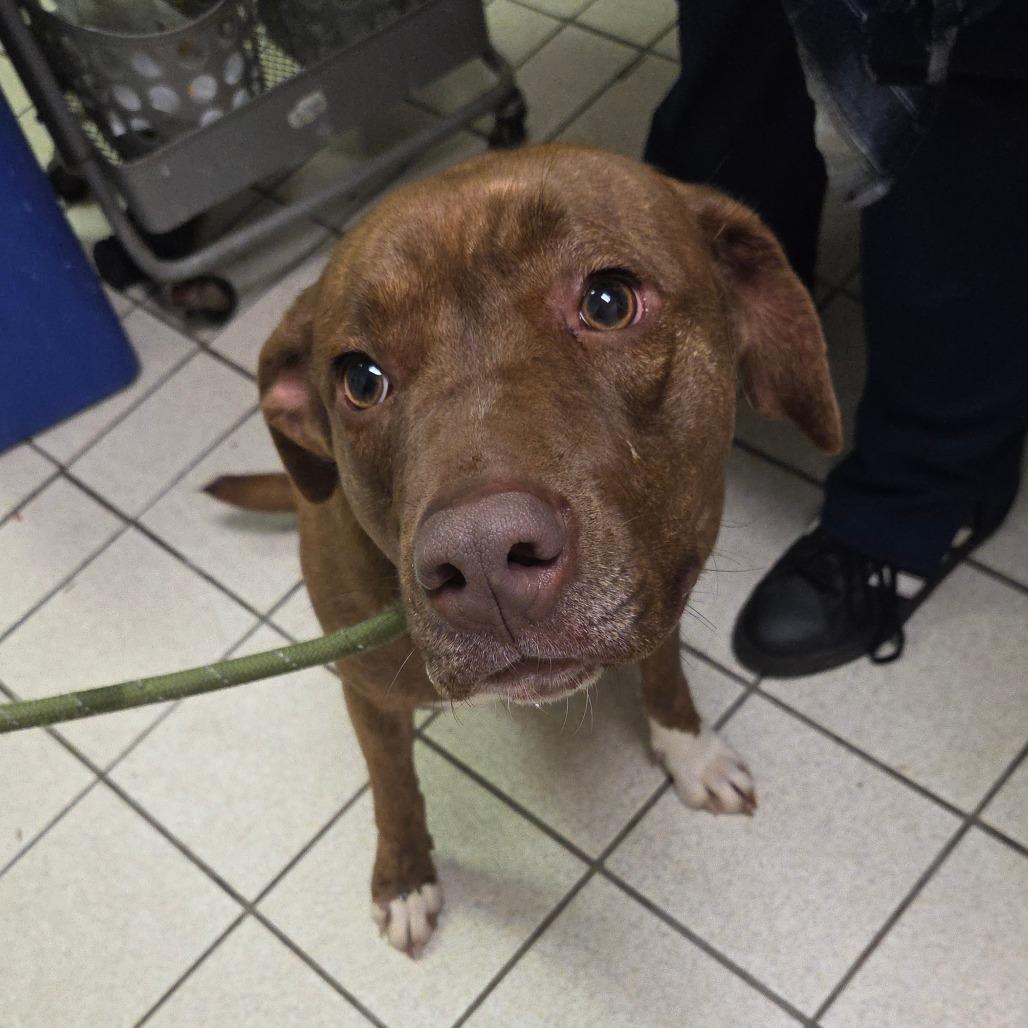 Mocha, Adoptable, Adult Female Mixed Breed.