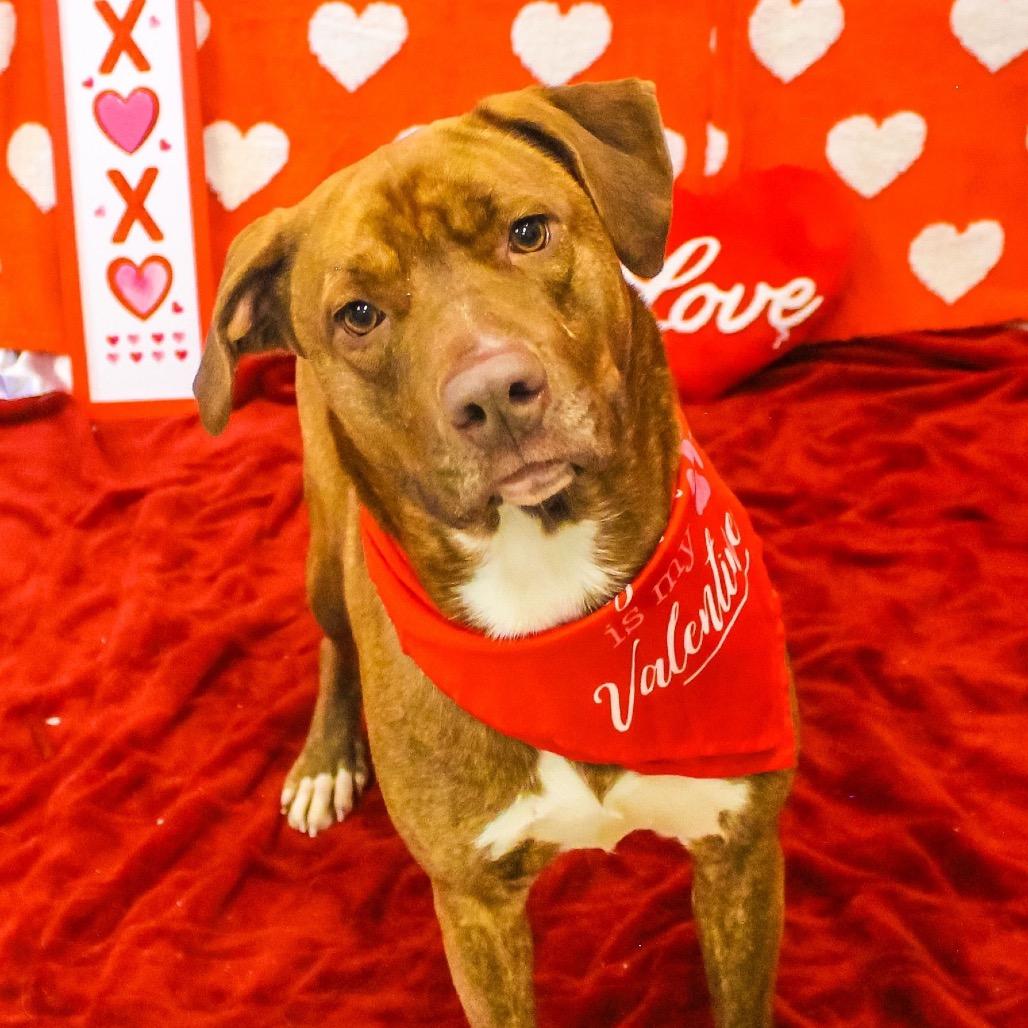 Enlarge Mocha, a Adoptable Mixed Breed in Charleston, WV image 2/4