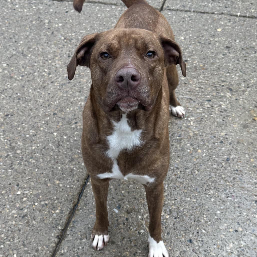 Enlarge Mocha, a Adoptable Mixed Breed in Charleston, WV image 3/4