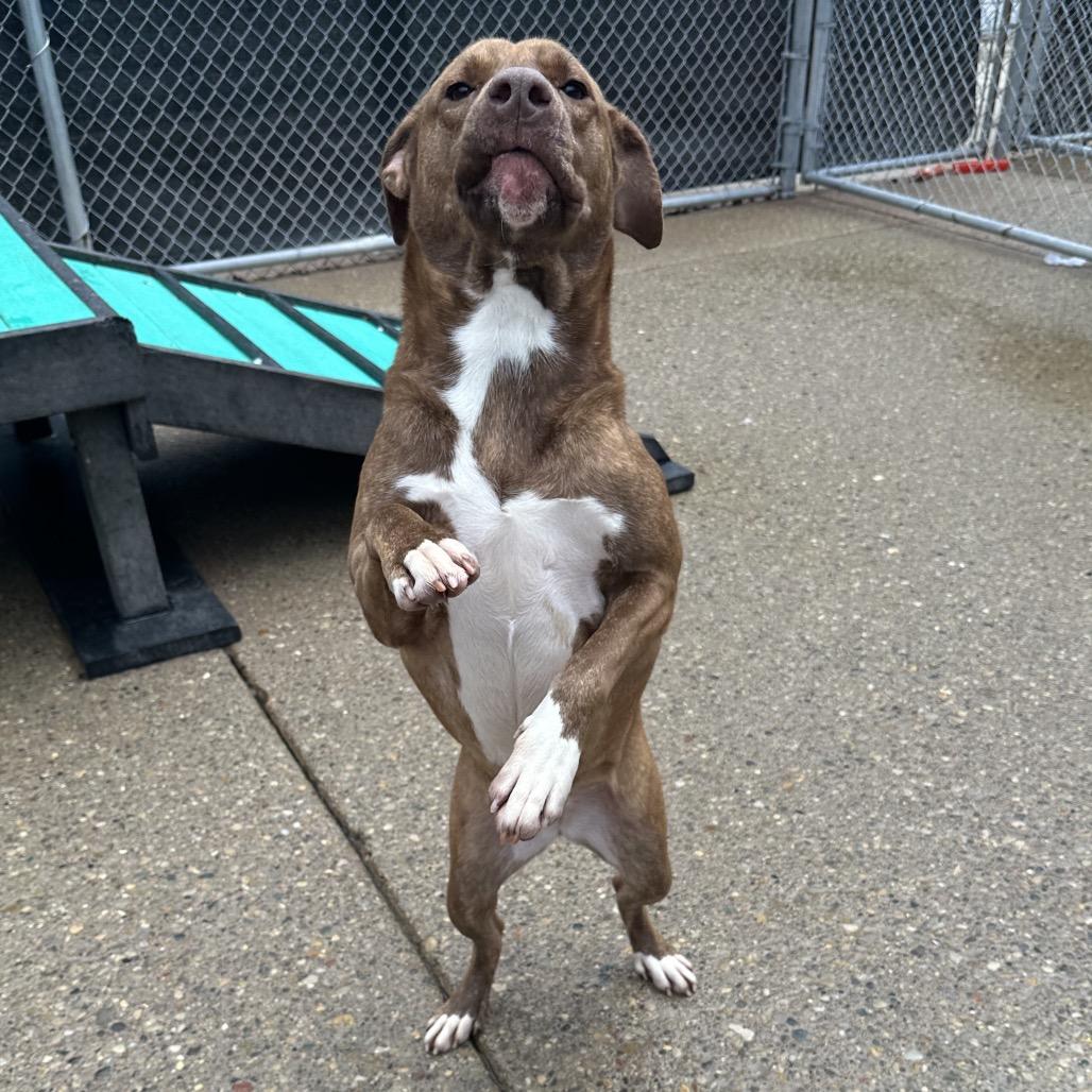 Enlarge Mocha, a Adoptable Mixed Breed in Charleston, WV image 4/4