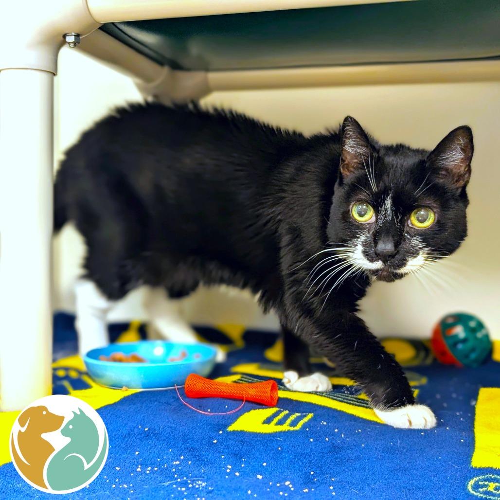 Amelia (The Great Catsby), Adoptable, Senior Female Domestic Short Hair.