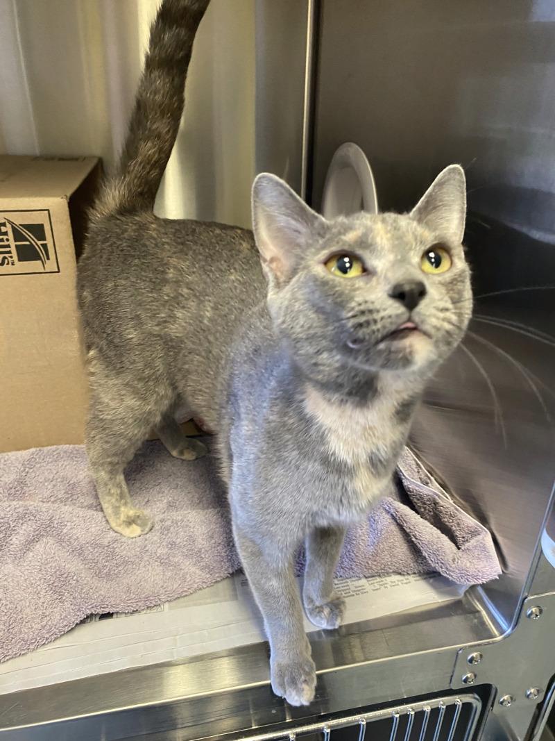 Enlarge Bug, a Adoptable Domestic Short Hair in Cortland, NY image 1/6
