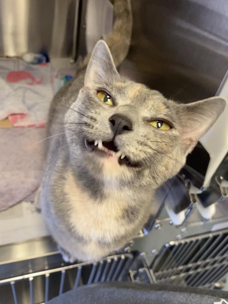 Enlarge Bug, a Adoptable Domestic Short Hair in Cortland, NY image 2/6