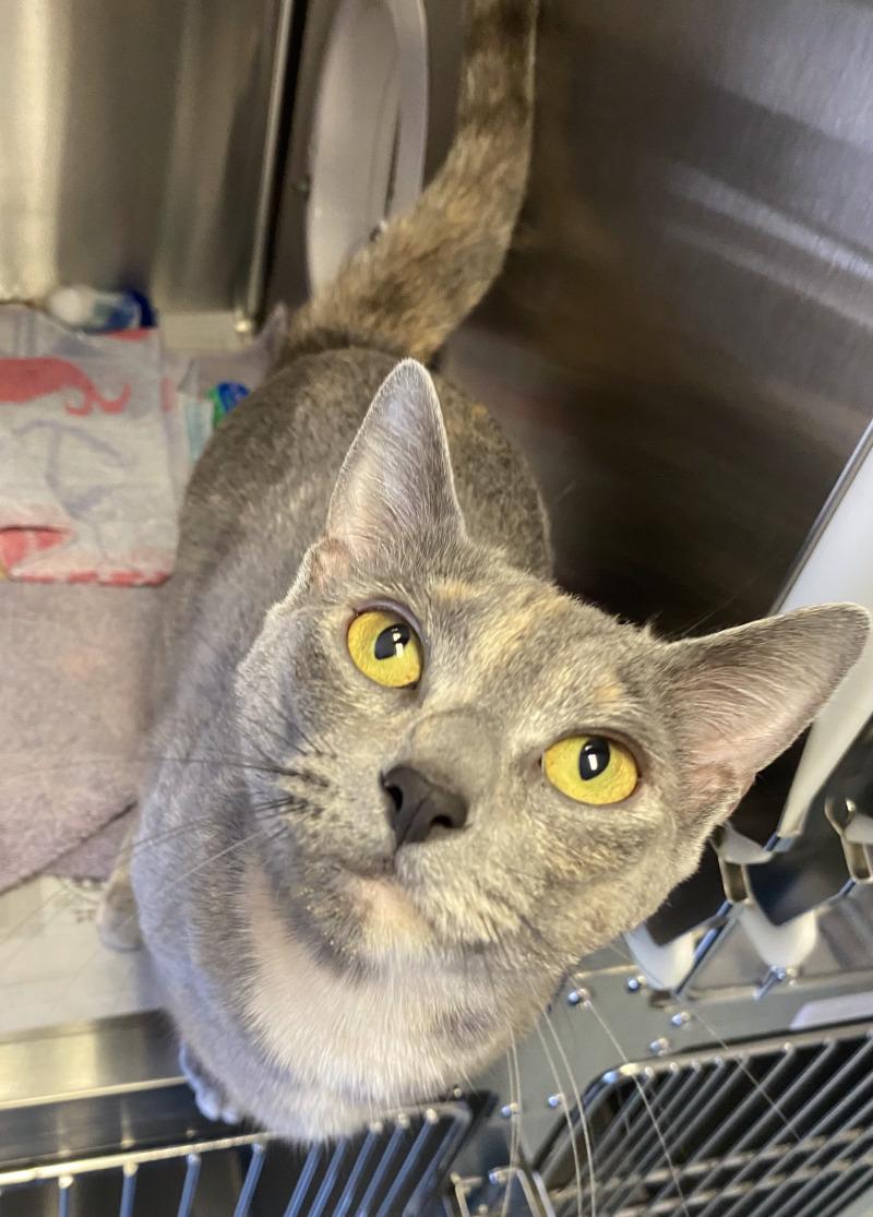 Enlarge Bug, a Adoptable Domestic Short Hair in Cortland, NY image 3/6