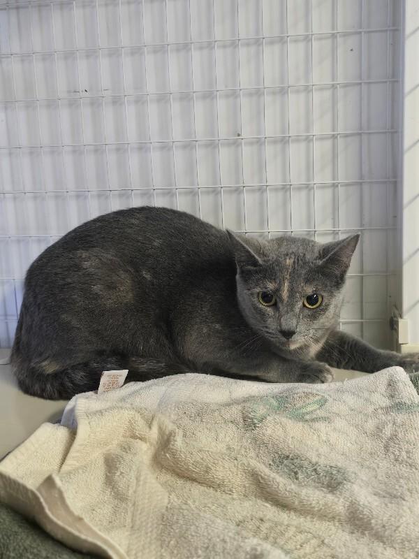 Enlarge Bug, a Adoptable Domestic Short Hair in Cortland, NY image 4/6