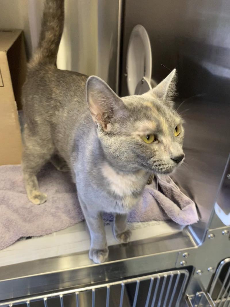Enlarge Bug, a Adoptable Domestic Short Hair in Cortland, NY image 5/6