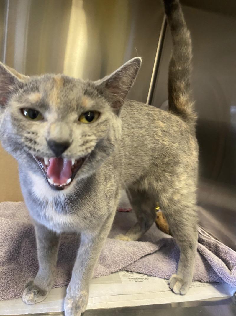 Enlarge Bug, a Adoptable Domestic Short Hair in Cortland, NY image 6/6