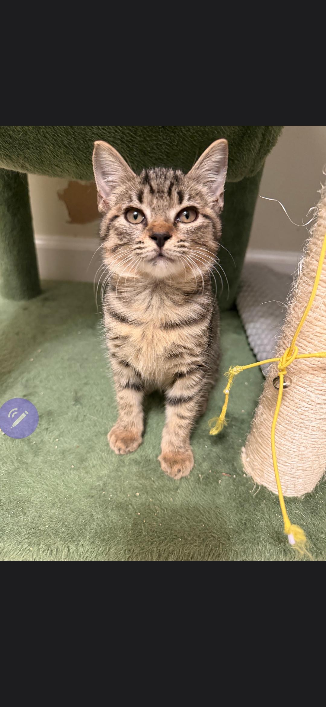 Enlarge Carly, a Adoptable Domestic Short Hair in Murrells Inlet, SC image 1/1