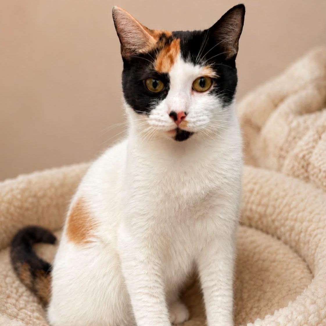 Enlarge SNACK SHACK SHARON, a Adoptable mixed breed in Cranston, RI image 1/1