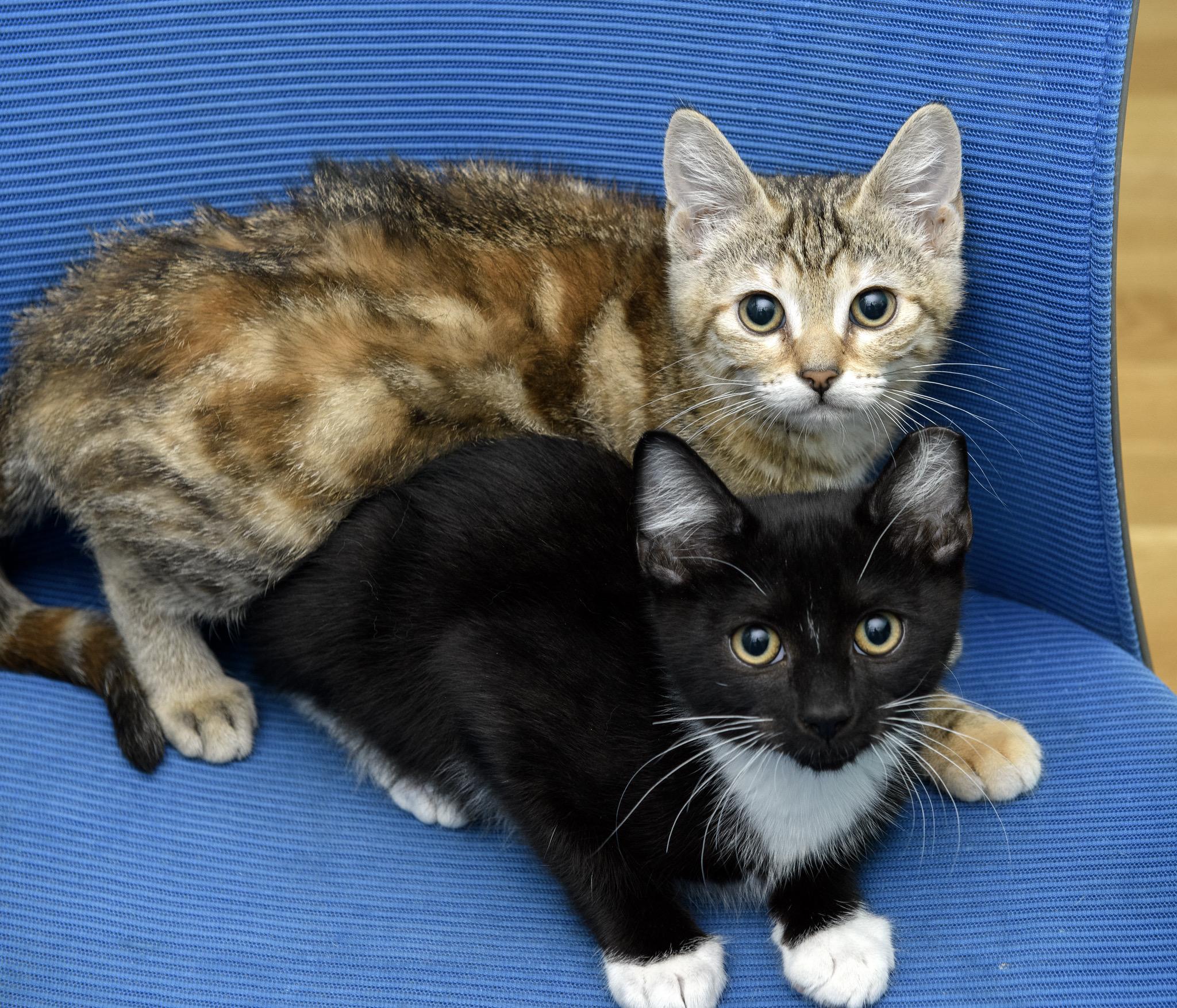 Smackaroo and Cinnamon Toast Crunch, a ADOPTABLE Domestic Short Hair in Seattle, WA image 1/6