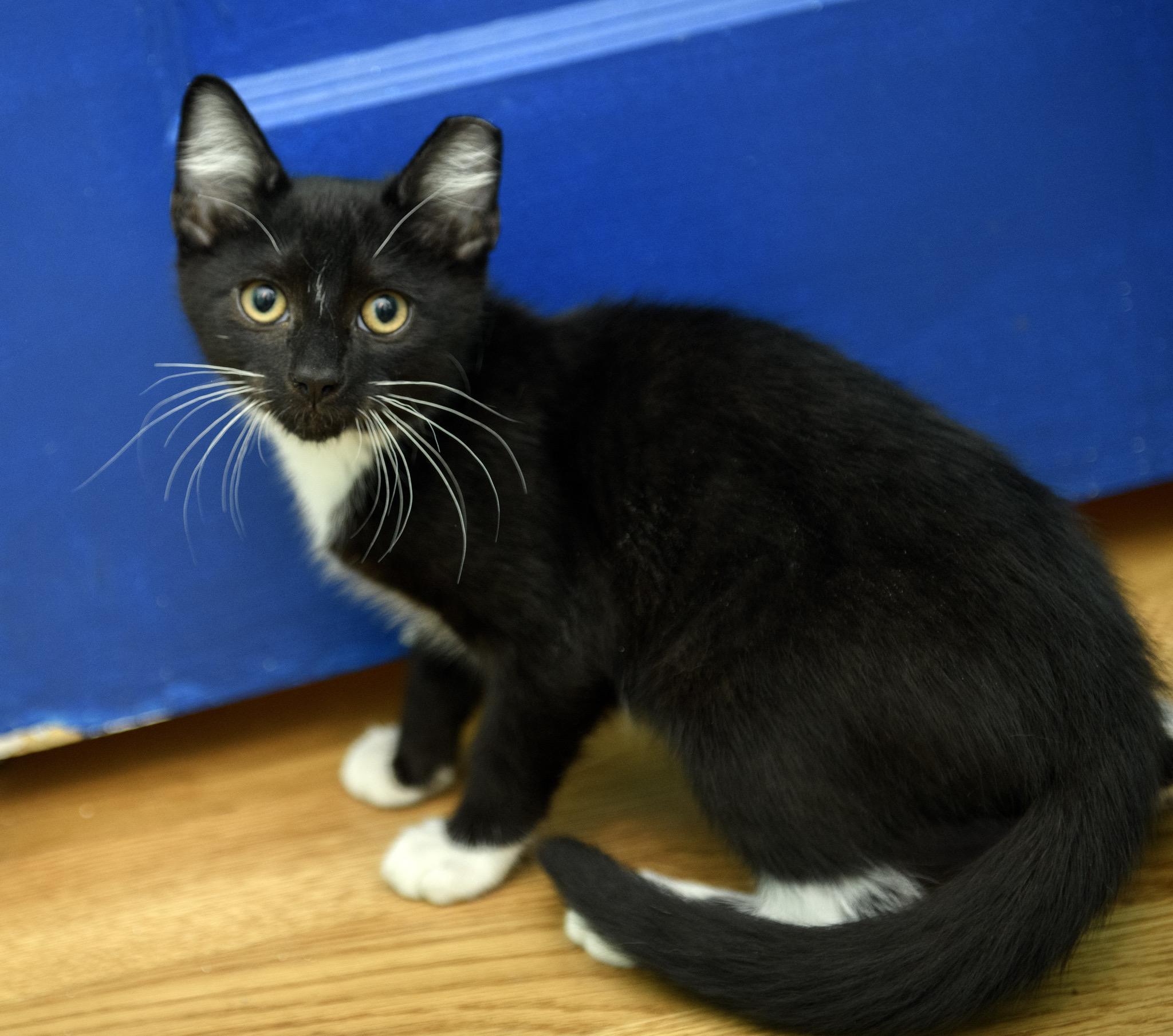 Smackaroo and Cinnamon Toast Crunch, a ADOPTABLE Domestic Short Hair in Seattle, WA image 6/6