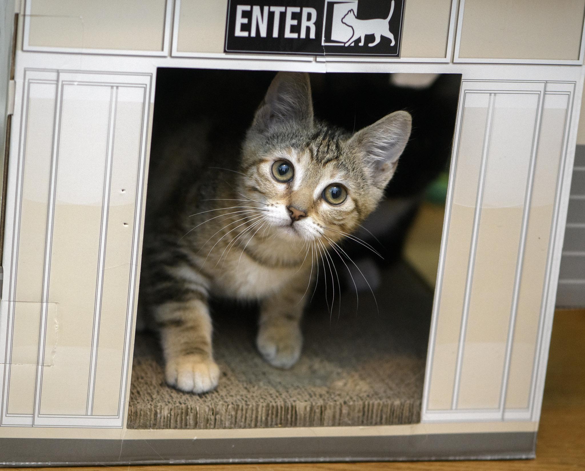 Smackaroo and Cinnamon Toast Crunch, a ADOPTABLE Domestic Short Hair in Seattle, WA image 5/6