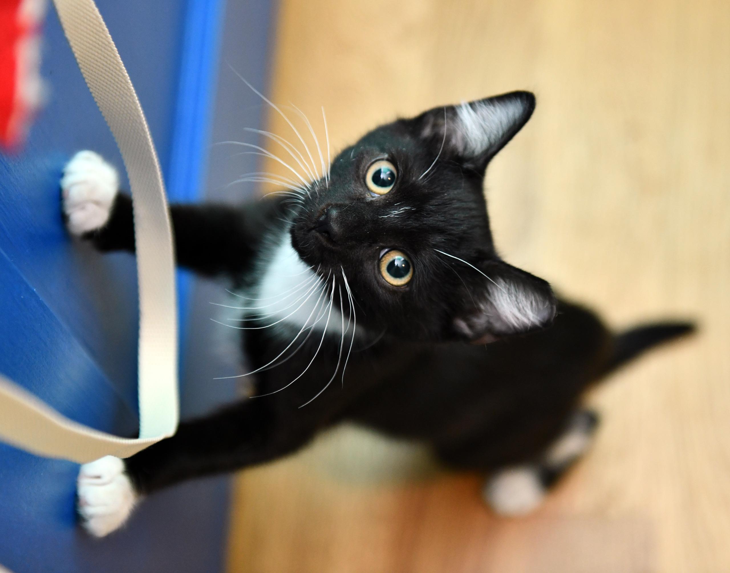 Smackaroo and Cinnamon Toast Crunch, a ADOPTABLE Domestic Short Hair in Seattle, WA image 2/6