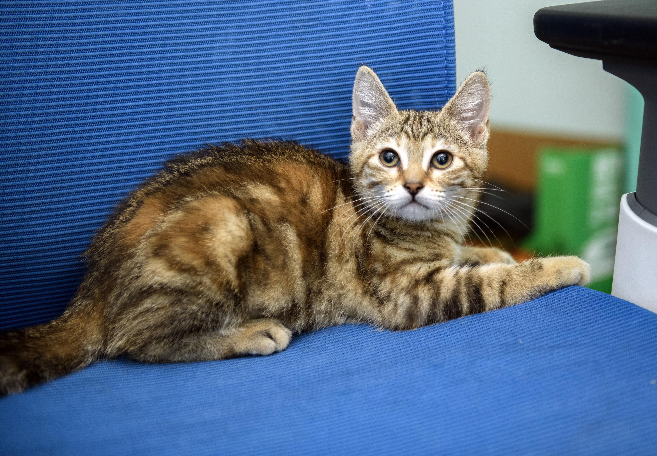 Smackaroo and Cinnamon Toast Crunch, a ADOPTABLE Domestic Short Hair in Seattle, WA image 4/6