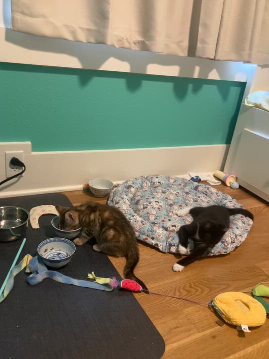 Enlarge Smackaroo and Cinnamon Toast Crunch, a ADOPTABLE Domestic Short Hair in Seattle, WA video 3/6