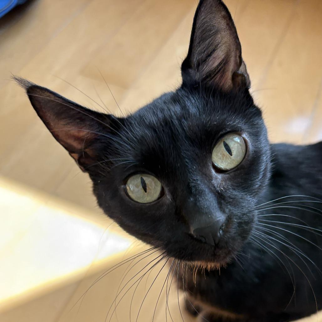Enlarge Selkie, a Adoptable Domestic Short Hair in Chicago, IL image 1/1