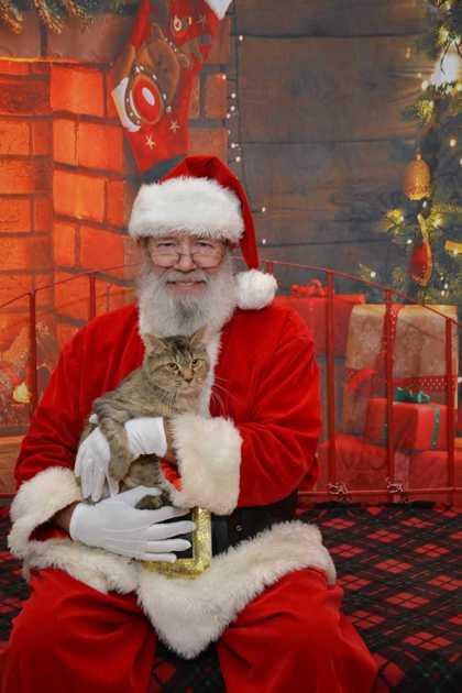 Franchise, Adoptable, Adult Female Domestic Short Hair & Domestic Short Hair.