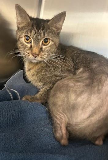 Franchise, Adoptable, Adult Female Domestic Short Hair & Domestic Short Hair.