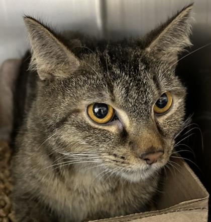 Franchise, a Adoptable Domestic Short Hair in New Albany, IN image 2/2