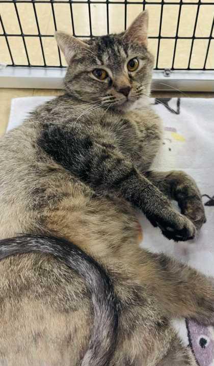 Enlarge Franchise, a Adoptable Domestic Short Hair in New Albany, IN image 2/3