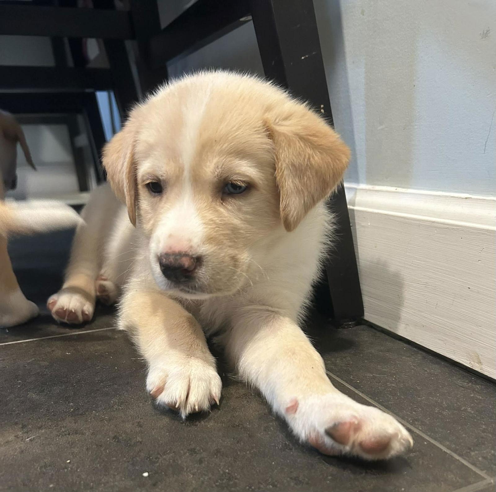 William, Adoptable, Puppy Male Labrador Retriever & Australian Shepherd.