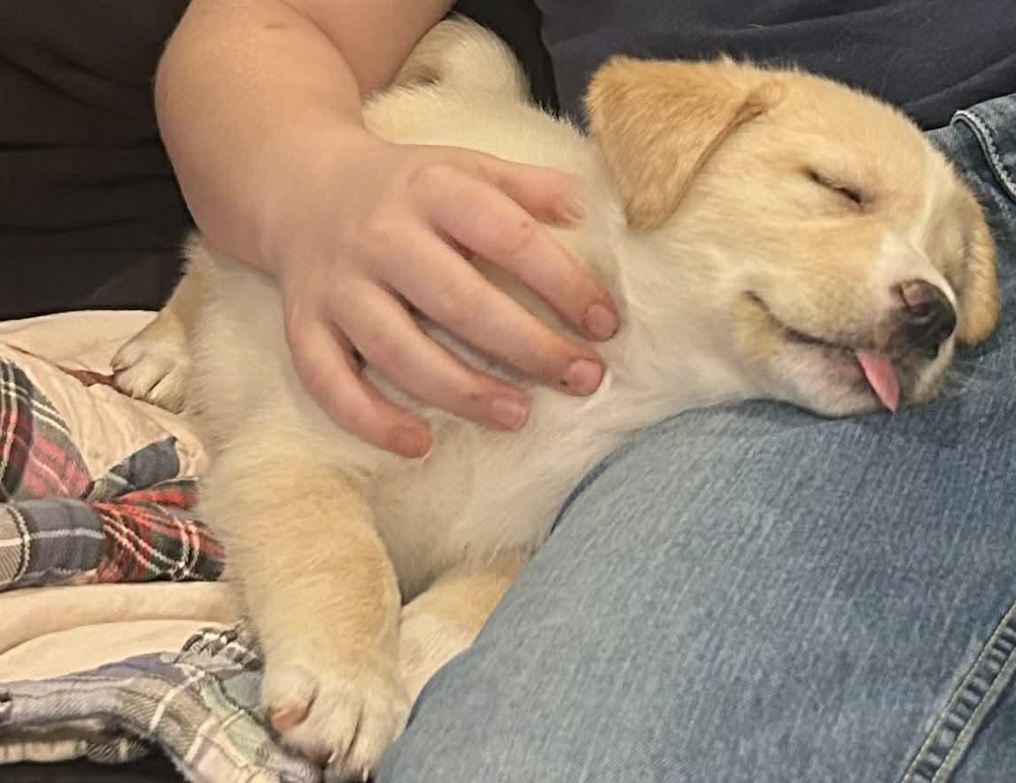 William, a Adoptable mixed breed in Mechanicsburg, PA image 2/3