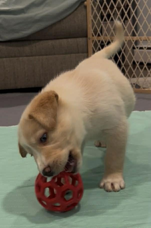 William, a Adoptable mixed breed in Mechanicsburg, PA image 3/3