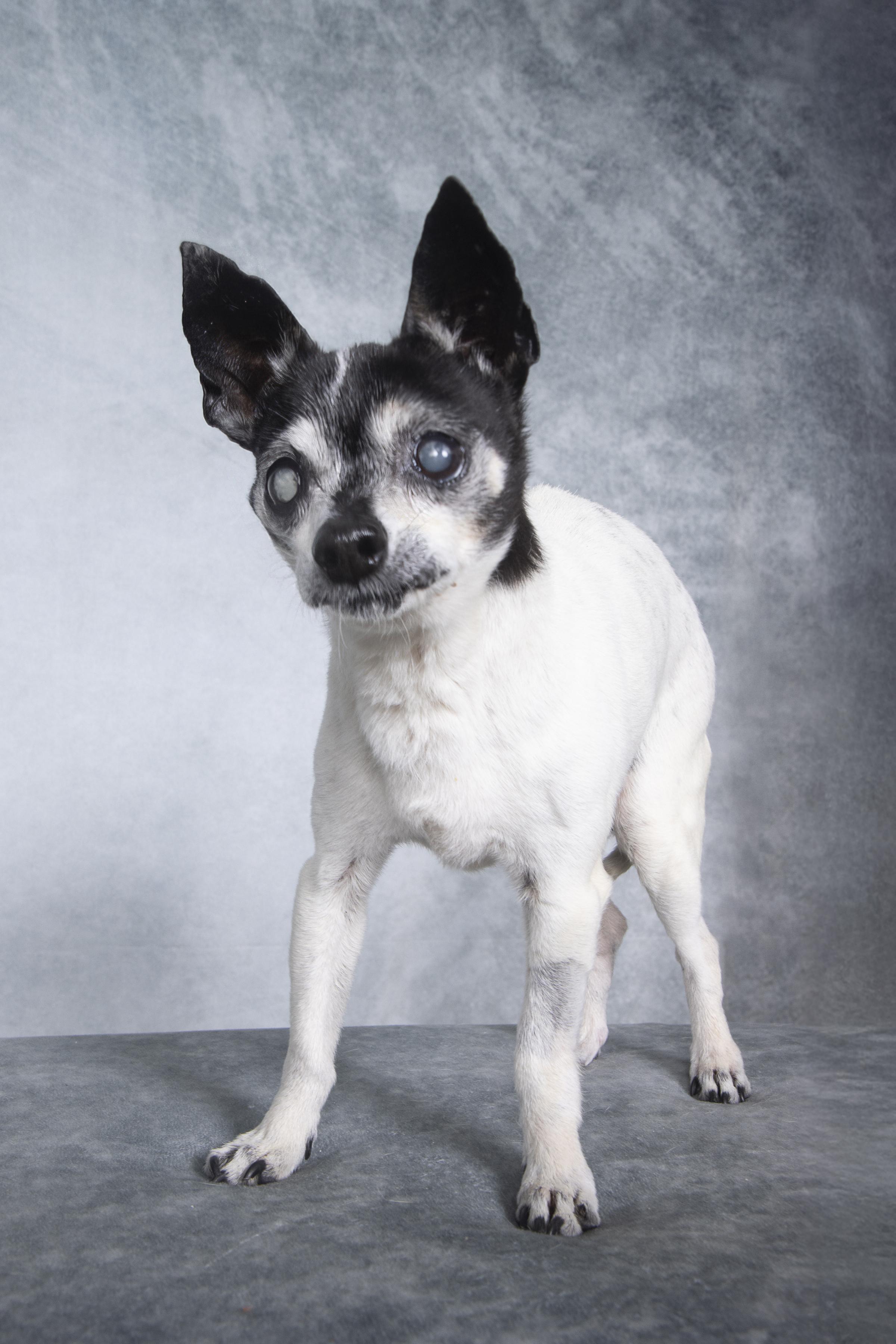 Danny, a Adoptable Chihuahua in Cleveland, OH image 1/4