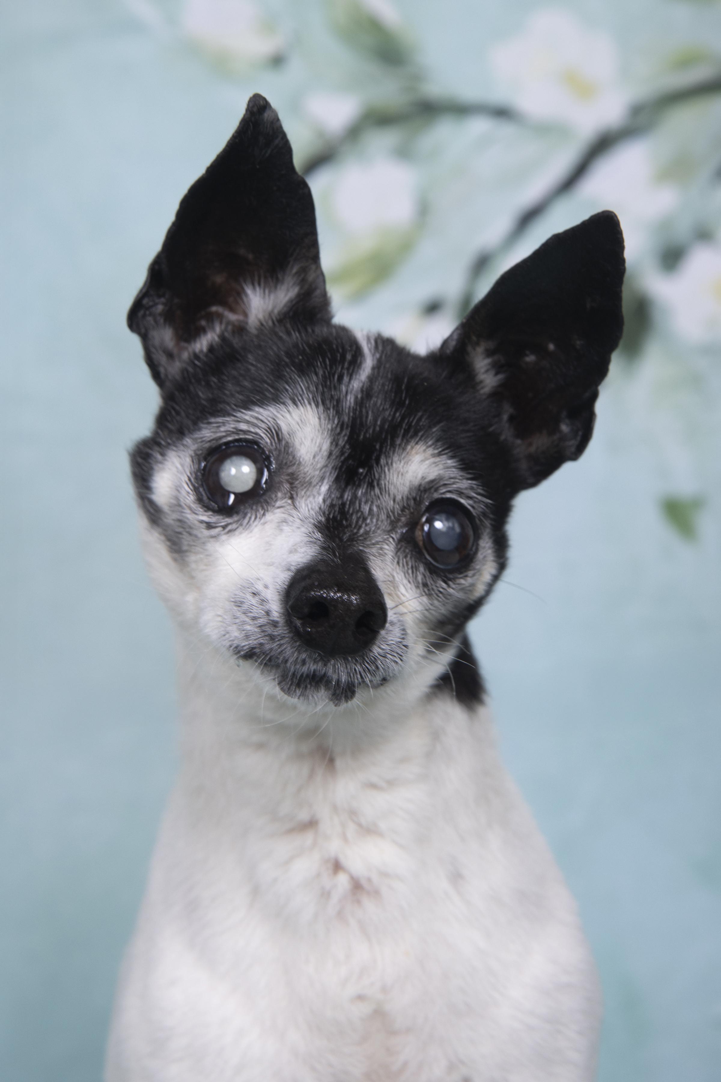 Danny, a Adoptable Chihuahua in Cleveland, OH image 2/4