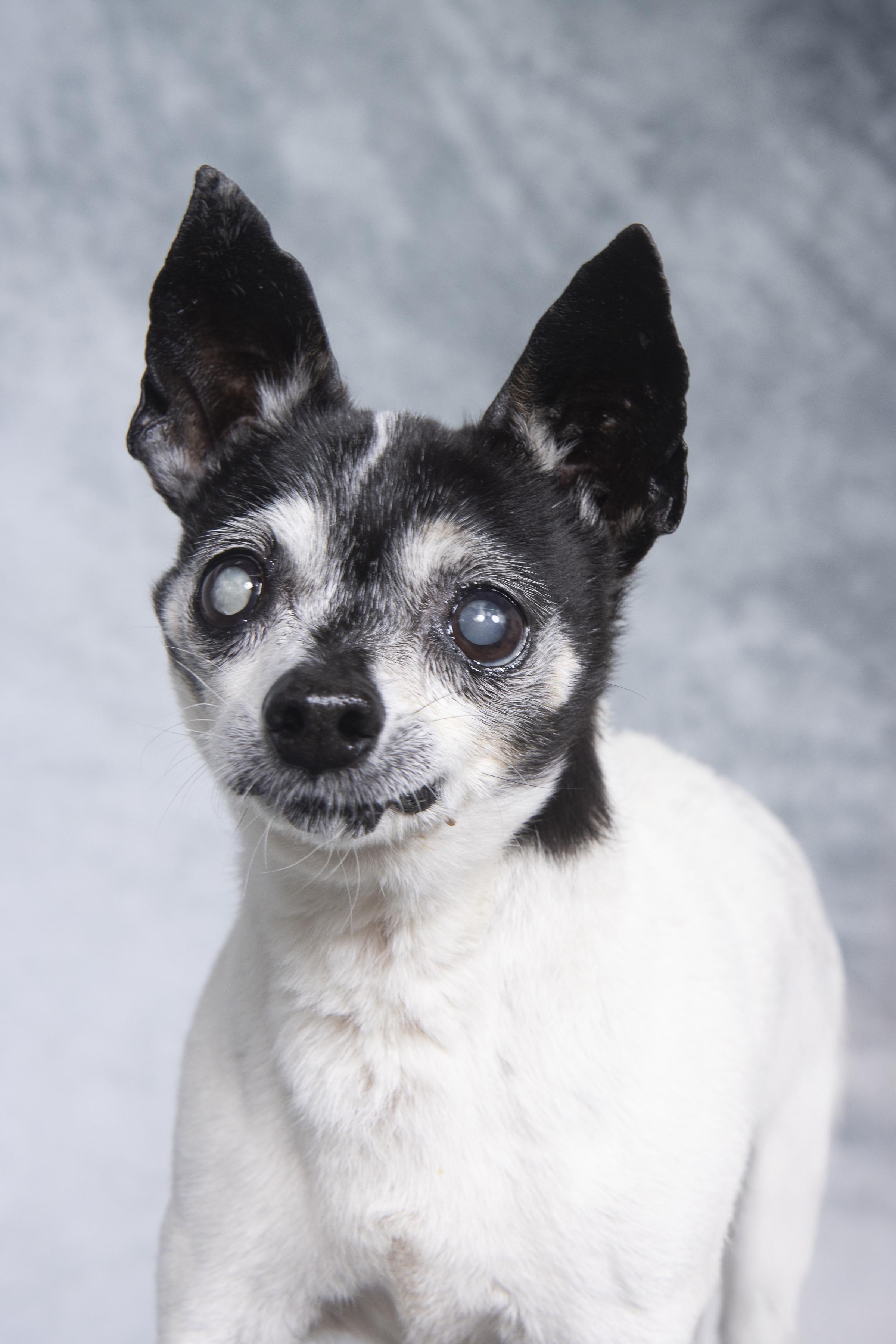 Danny, a Adoptable Chihuahua in Cleveland, OH image 3/4