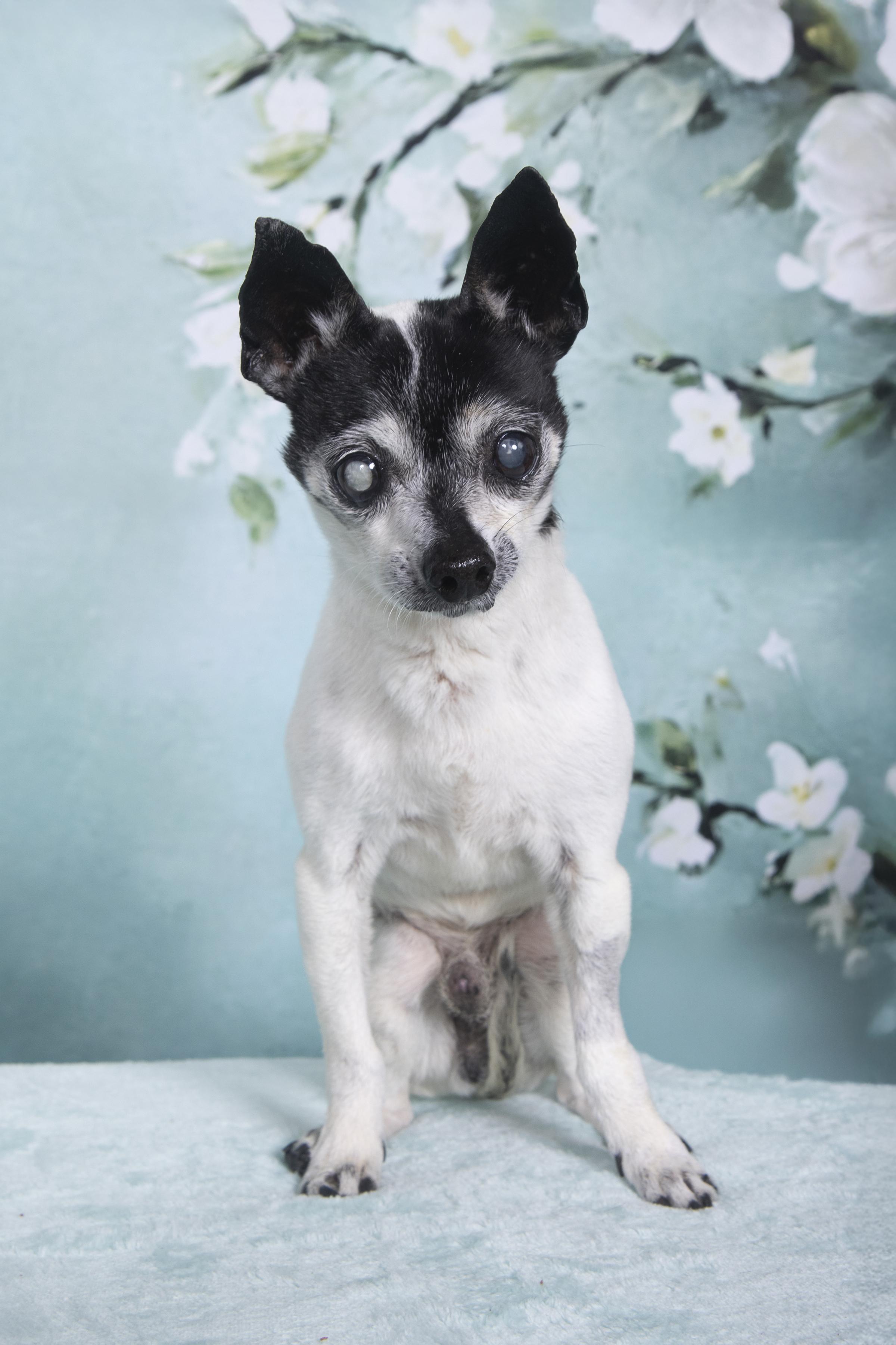 Danny, a Adoptable Chihuahua in Cleveland, OH image 4/4