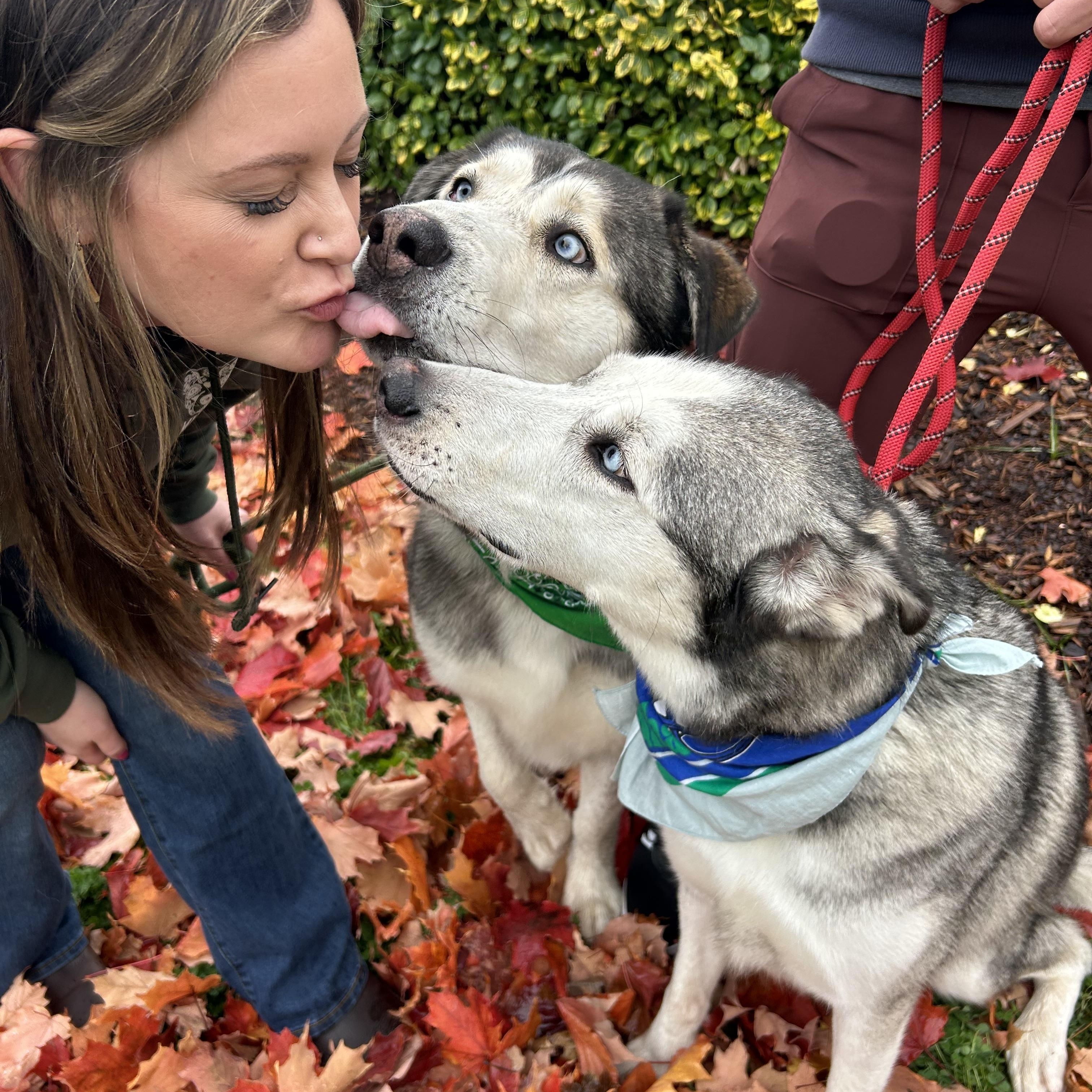 Sable & Autumn, a Adoptable Husky in Lacey, WA image 1/6