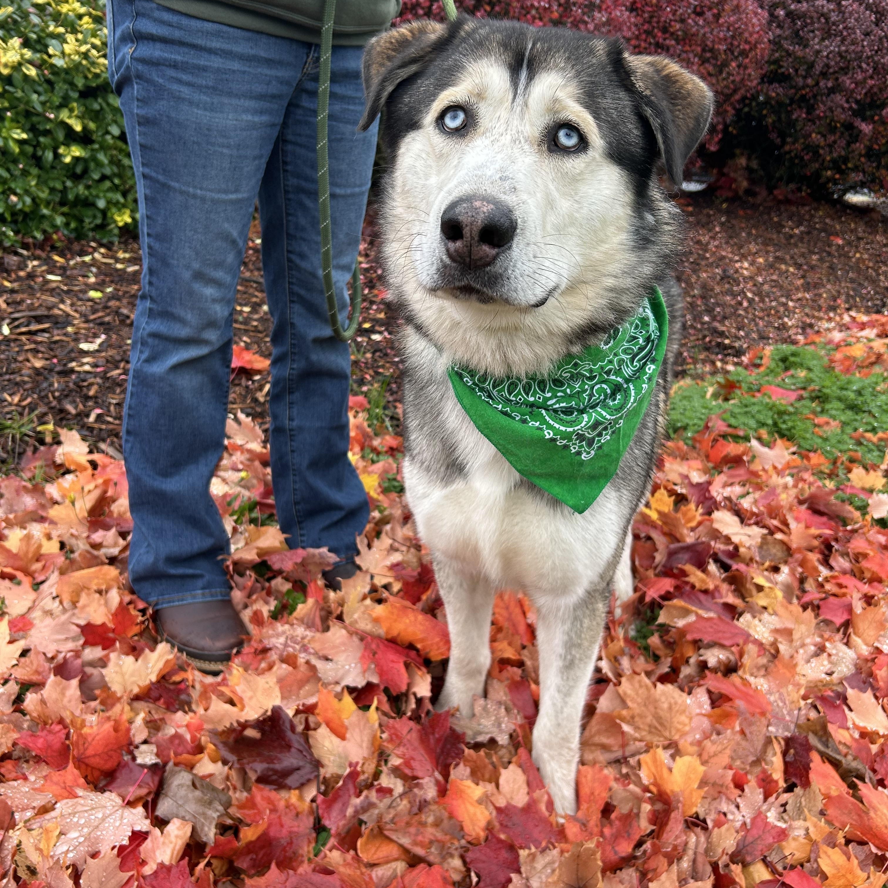 Sable & Autumn, a Adoptable Husky in Lacey, WA image 3/6