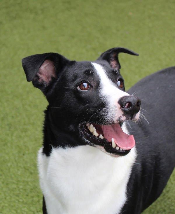 Enlarge Kratos, a Adoptable mixed breed in Canton, GA image 1/6