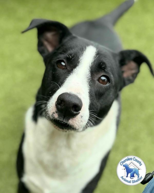 Enlarge Kratos, a Adoptable mixed breed in Canton, GA image 2/6