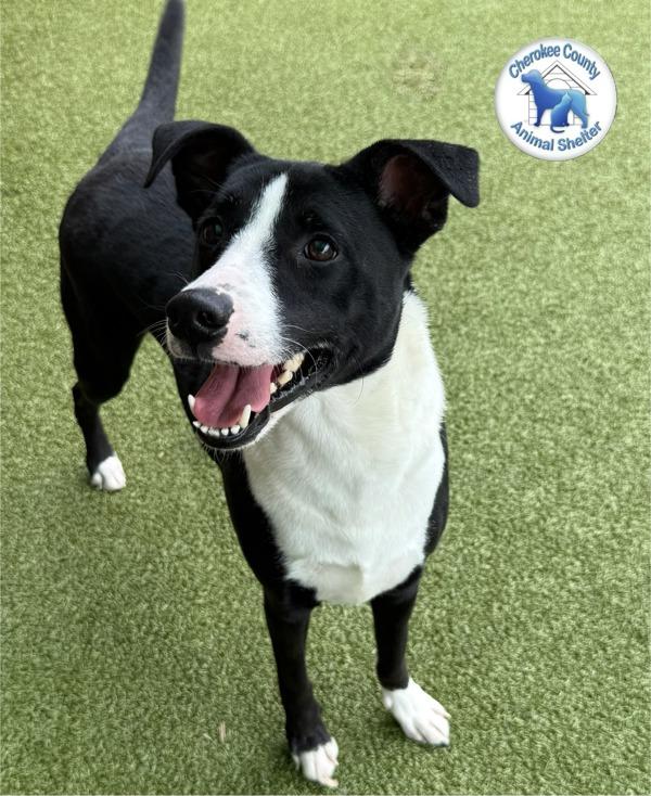 Enlarge Kratos, a Adoptable mixed breed in Canton, GA image 3/6