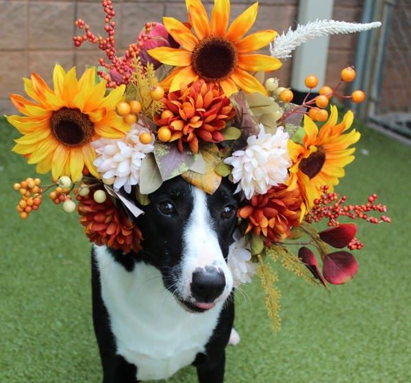 Enlarge Kratos, a Adoptable mixed breed in Canton, GA image 4/6