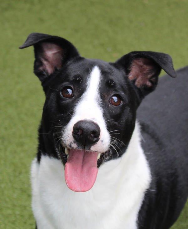 Enlarge Kratos, a Adoptable mixed breed in Canton, GA image 5/6